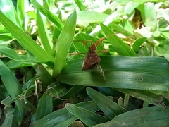 Heteroptera