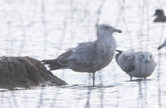 Larus argentatus × glaucescens