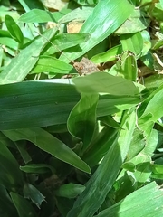 Heteroptera