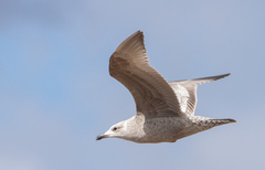 Larus argentatus × glaucescens