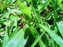Heteroptera