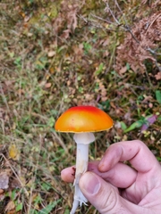 Amanita