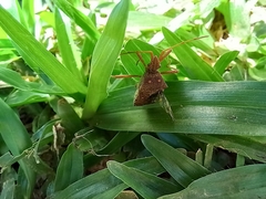 Heteroptera