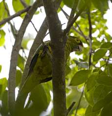 Eupsittula canicularis