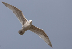 Larus argentatus × glaucescens