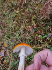 Amanita