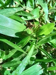 Heteroptera