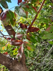 Pistacia atlantica mutica