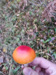 Amanita