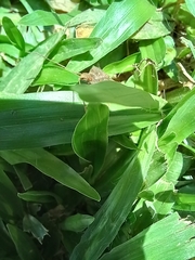 Heteroptera