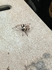 Eriophora ravilla