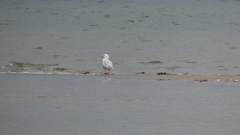 Chroicocephalus genei