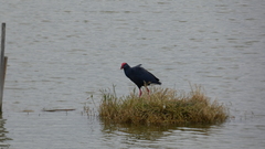Porphyrio porphyrio