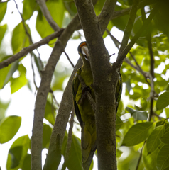 Eupsittula canicularis