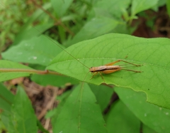 Gryllidae