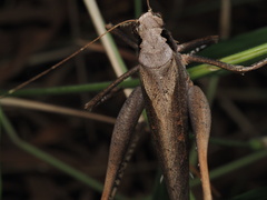 Mecopoda
