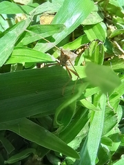 Heteroptera