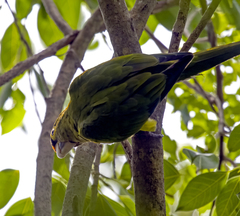 Eupsittula canicularis