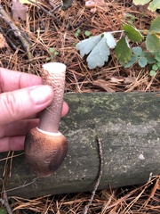 Macrolepiota procera