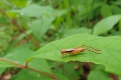 Gryllidae
