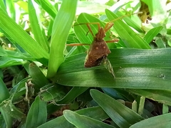 Heteroptera