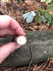 Macrolepiota procera