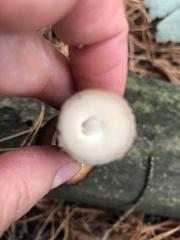 Macrolepiota procera