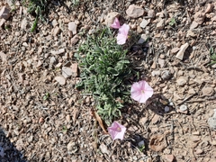 Convolvulus cantabrica