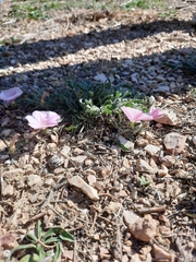 Convolvulus cantabrica