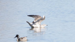Larus glaucescens × occidentalis