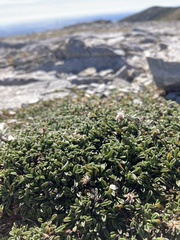 Globularia repens