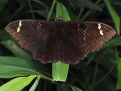 Erebus hieroglyphica