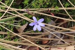 Agrostocrinum hirsutum