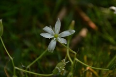 Ornithogalum