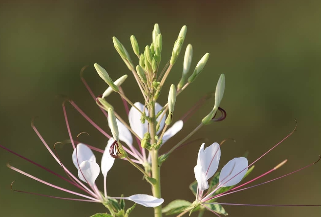 Tarenaya longicarpa