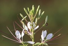 Tarenaya longicarpa