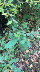 Ligustrum obtusifolium