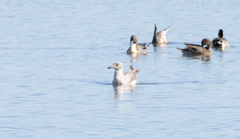 Larus glaucescens × occidentalis