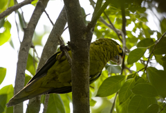 Eupsittula canicularis