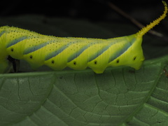 Acherontia