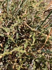 Genista tridentata