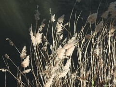 Phragmites australis