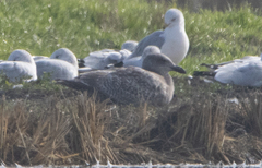 Larus glaucescens × occidentalis