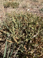 Genista tridentata