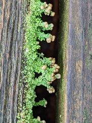 Cladonia peziziformis