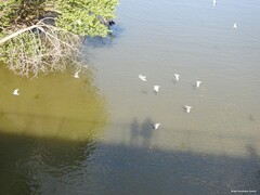Columba livia domestica