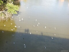Columba livia domestica