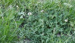 Trifolium repens