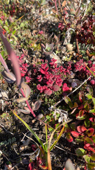 Exobasidium vaccinii-uliginosi