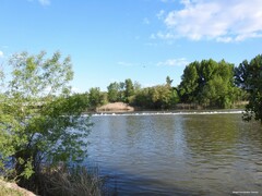 Fraxinus angustifolia